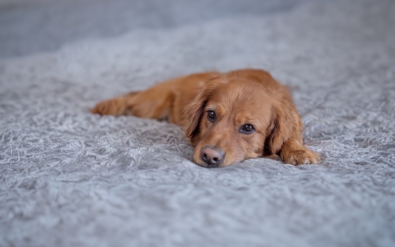 Why Do Dogs Quiver? Causes and When to Seek Care